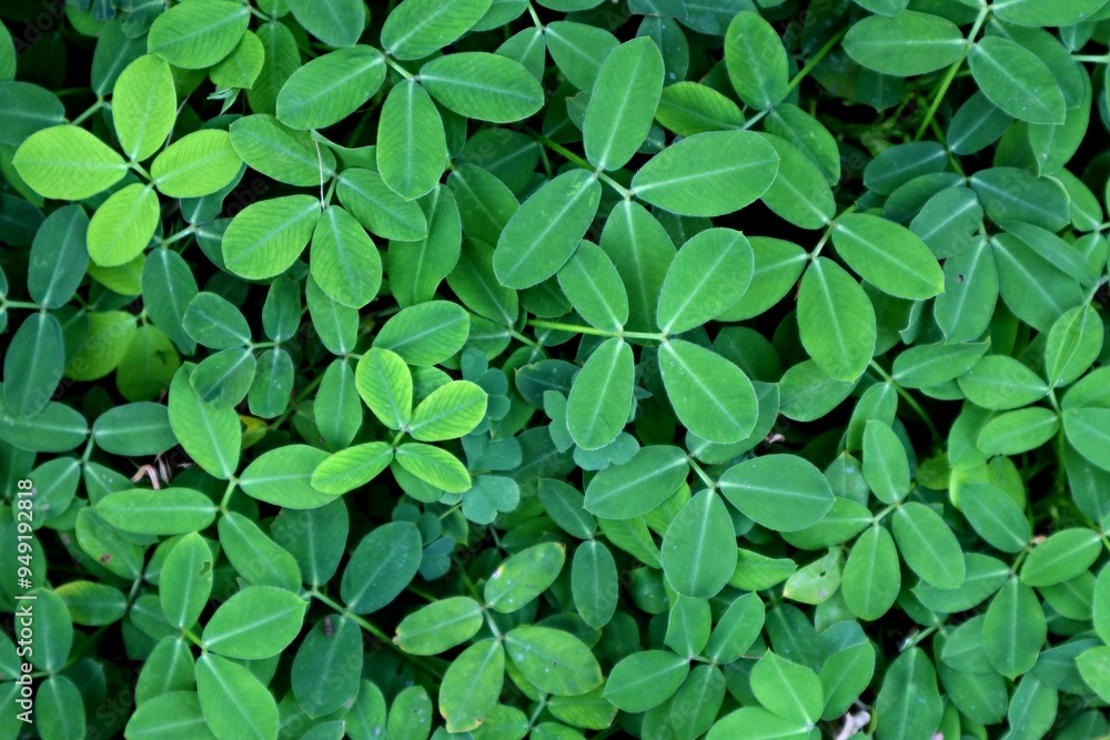 green leaves background green leaves background