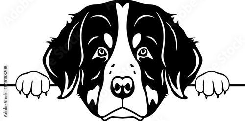 Peeking Bernese Mountain Dog