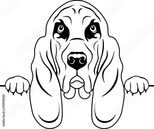Peeking Bloodhound