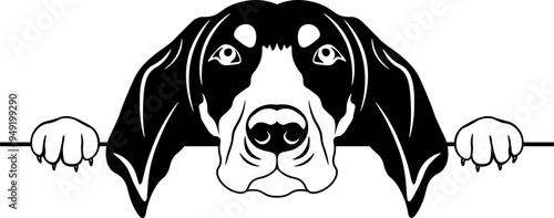 Peeking Bluetick Coonhound