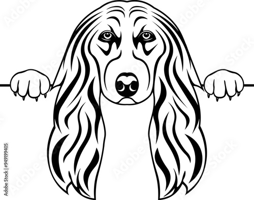 Peeking Afghan Hound
