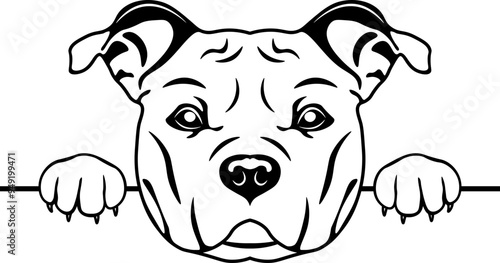 Peeking American Staffordshire Terrier