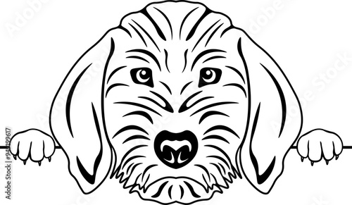 Peeking Basset Fauve de Bretagne