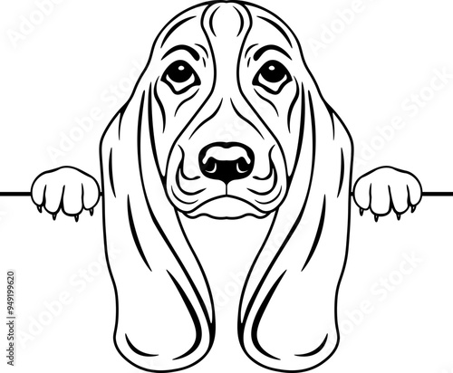 Peeking Basset Hound