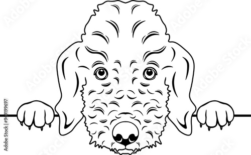 Peeking Bedlington Terrier