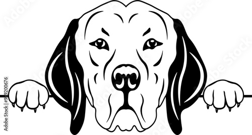 Peeking Braque du Bourbonnais