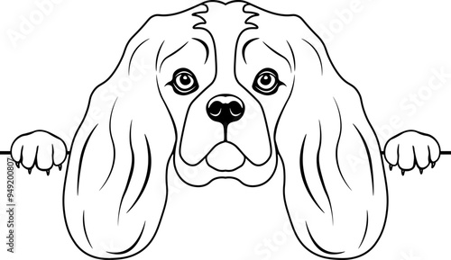 Peeking Cavalier King Charles Spaniel