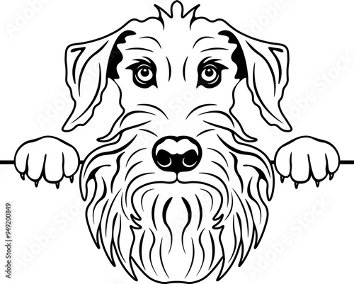 Peeking Cesky Terrier