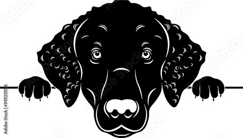 Peeking Curly Coated Retriever
