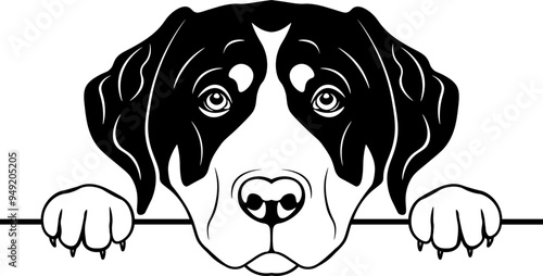 Peeking Greater Swiss Mountain Dog