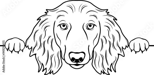 Peeking Miniature Long Haired Dachshund