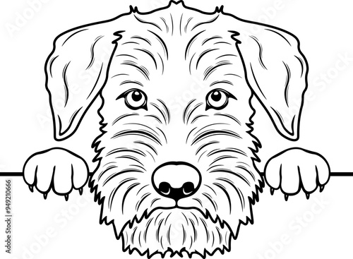 Peeking Miniature Schnauzer