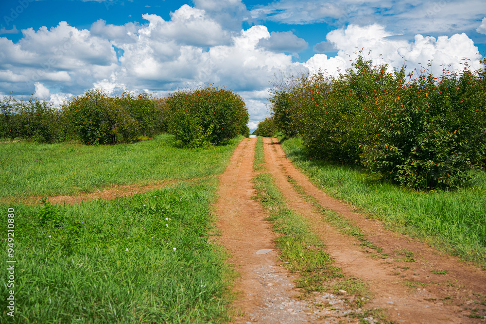 Peach tree orchard on a farm. Road between peach trees. under the clouds. Peach tree orchard on a farm. Road between peach trees. under the clouds.