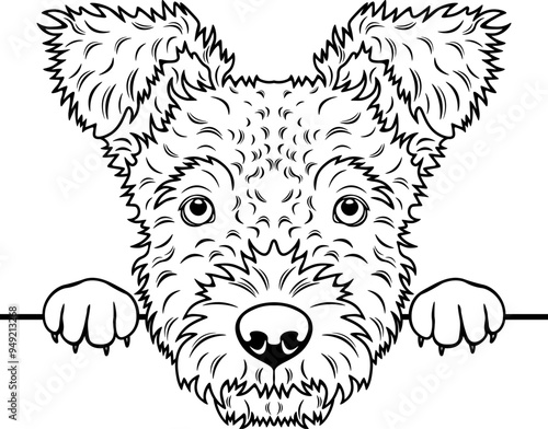Peeking Hungarian Pumi
