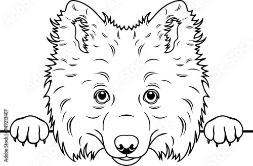 Peeking Japanese Spitz