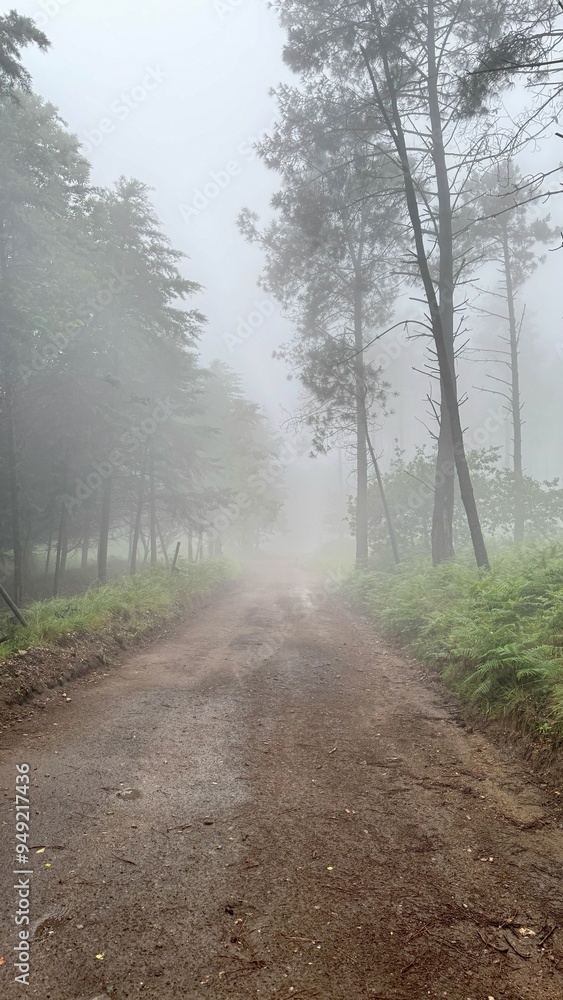 Fototapeta premium Waldweg im Nebel