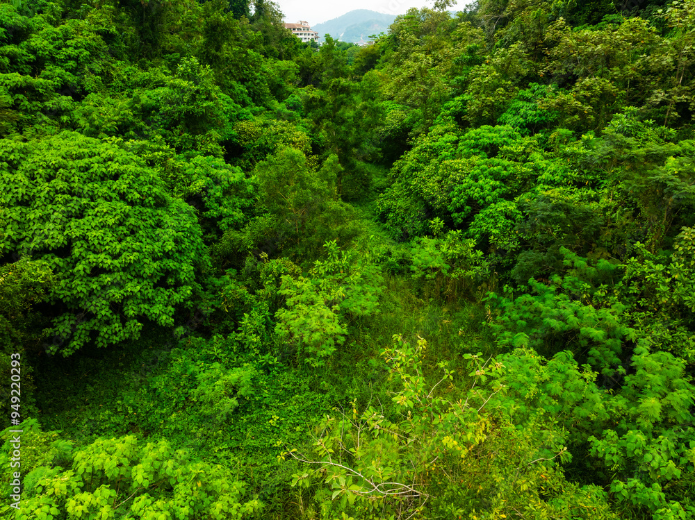 Aerial view Tropical Rainforest trees mountains Aerial view Tropical Rainforest trees mountains