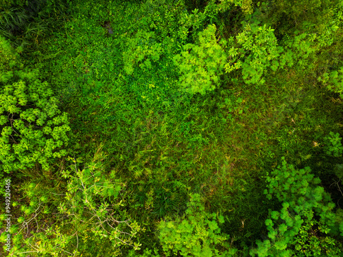 Aerial view Tropical Rainforest trees mountains