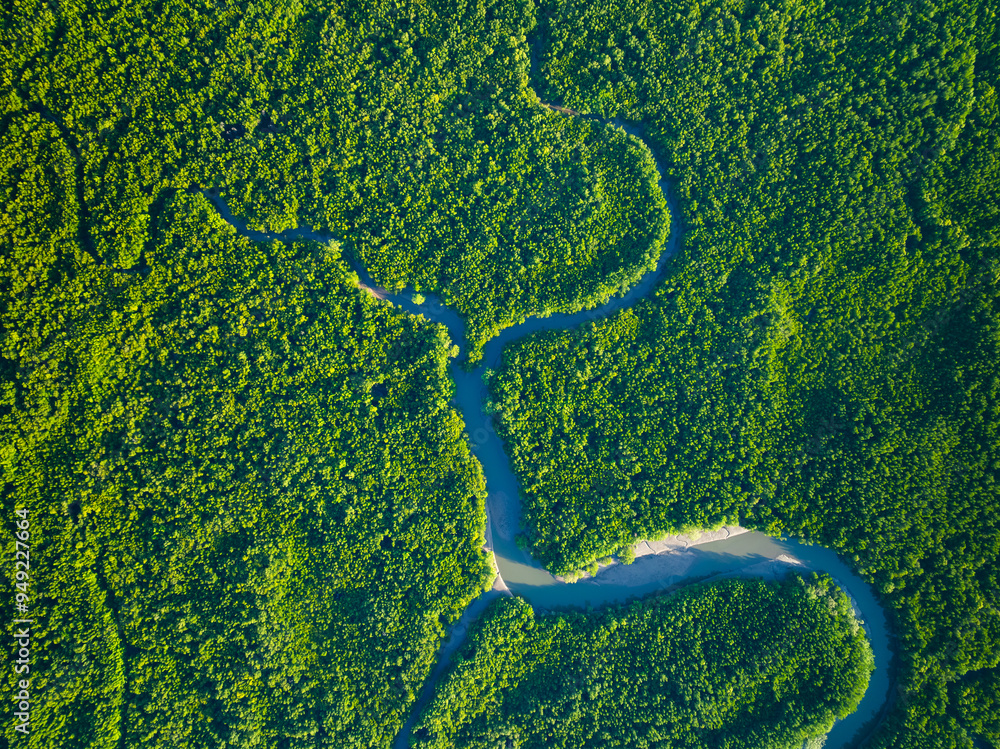 Amazing abundant mangrove forest, Aerial view of forest trees Rainforest ecosystem and healthy environment background, Texture of green trees forest top down, High angle view Amazing abundant mangrove forest, Aerial view of forest trees Rainforest ecosystem and healthy environment background, Texture of green trees forest top down, High angle view