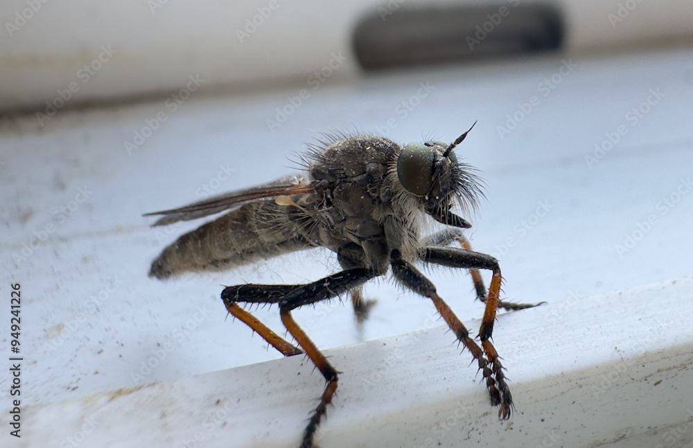 Obraz premium mosquito bug with wings