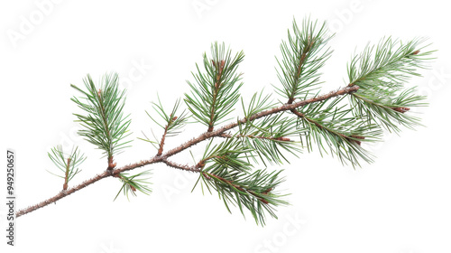 Fir Branch pine cone tree isolated on white background