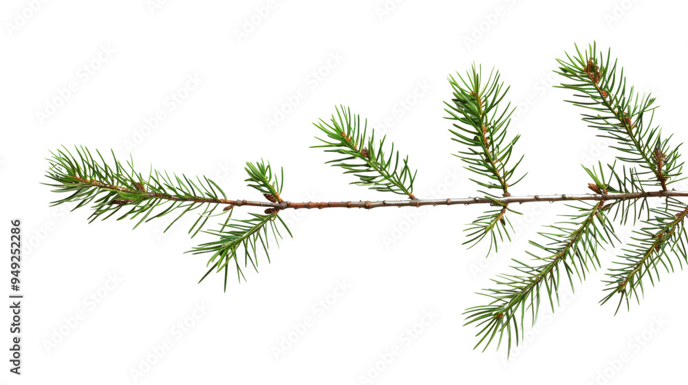 Fir Branch pine cone tree isolated on white background Fir Branch pine cone tree isolated on white background