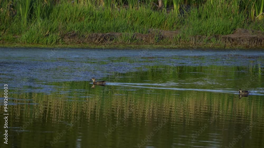 Diverse Bird Species in Edmonton on a Beautiful Summer Day Diverse Bird Species in Edmonton on a Beautiful Summer Day