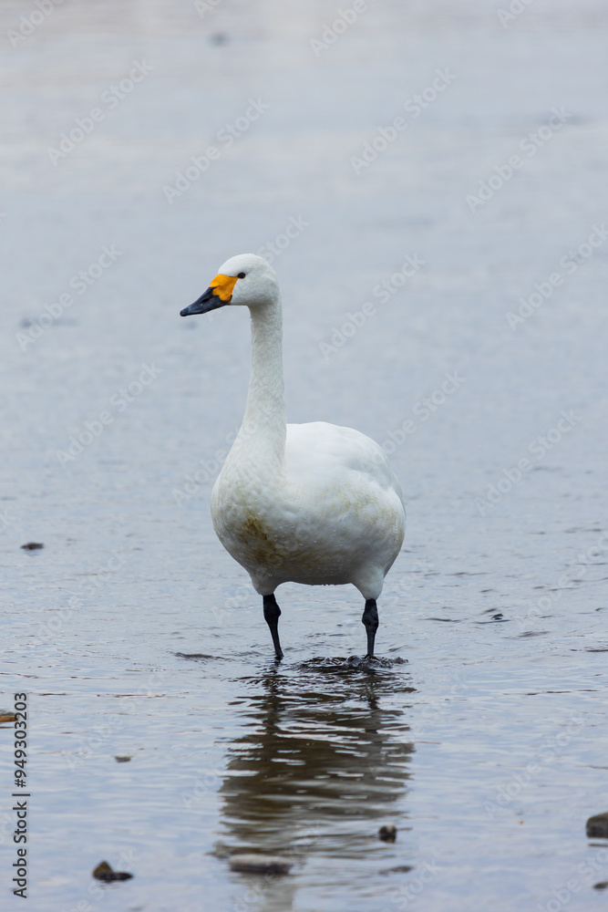 Fototapeta premium 日本の冬の風物詩 白鳥