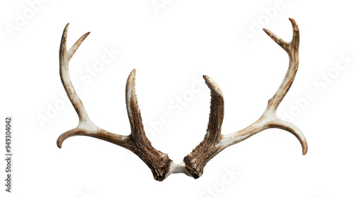 Reindeer Horns isolated on white background