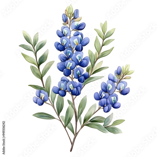 Fototapeta Naklejka Na Ścianę i Meble -  A delicate watercolor painting of bluebonnet flowers with green leaves on a white background.
