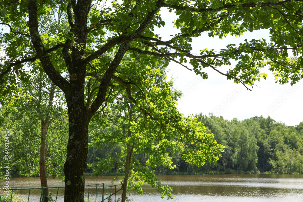 Beautiful green trees and lake in park Beautiful green trees and lake in park