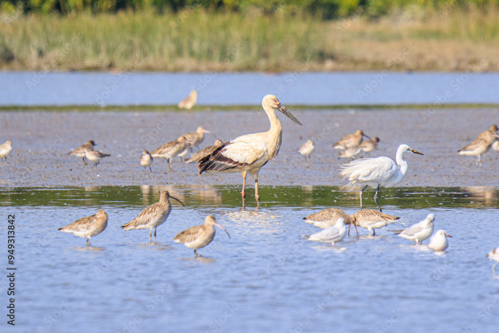 Fototapeta premium Oriental Stork in Wetland Habitat with Other Birds, Mai Po Natural Reserve, Hong Kong