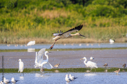 Oriental Stork Taking Flight Amidst a Flock of Wading Birds, Mai Po Natural Reserve, Hong Kong photo