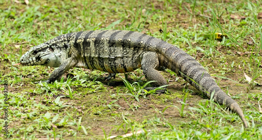 Lagarto Teiu, encontrato em todo o Brasil Lagarto Teiu, encontrato em todo o Brasil