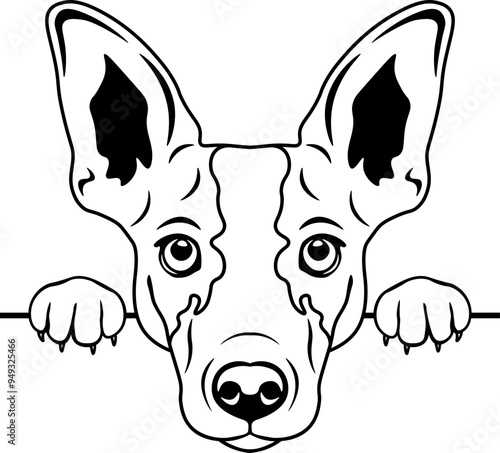 Peeking Rat Terrier