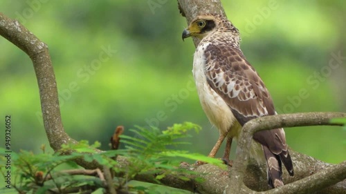 Juvenile Crested Serpent Eagle (Spilornis Cheela) photo