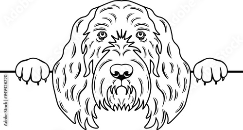 Peeking Spinone Italiano