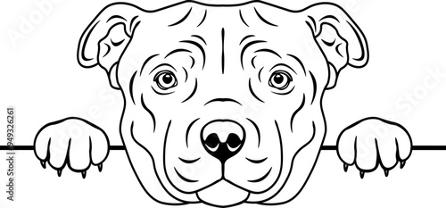 Peeking Staffordshire Bull Terrier