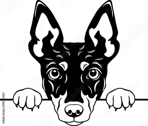 Peeking Toy Fox Terrier