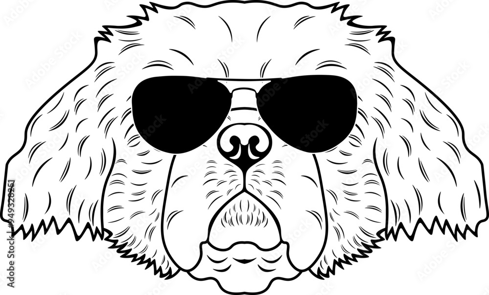 Obraz premium Pekingese In Sunglasses
