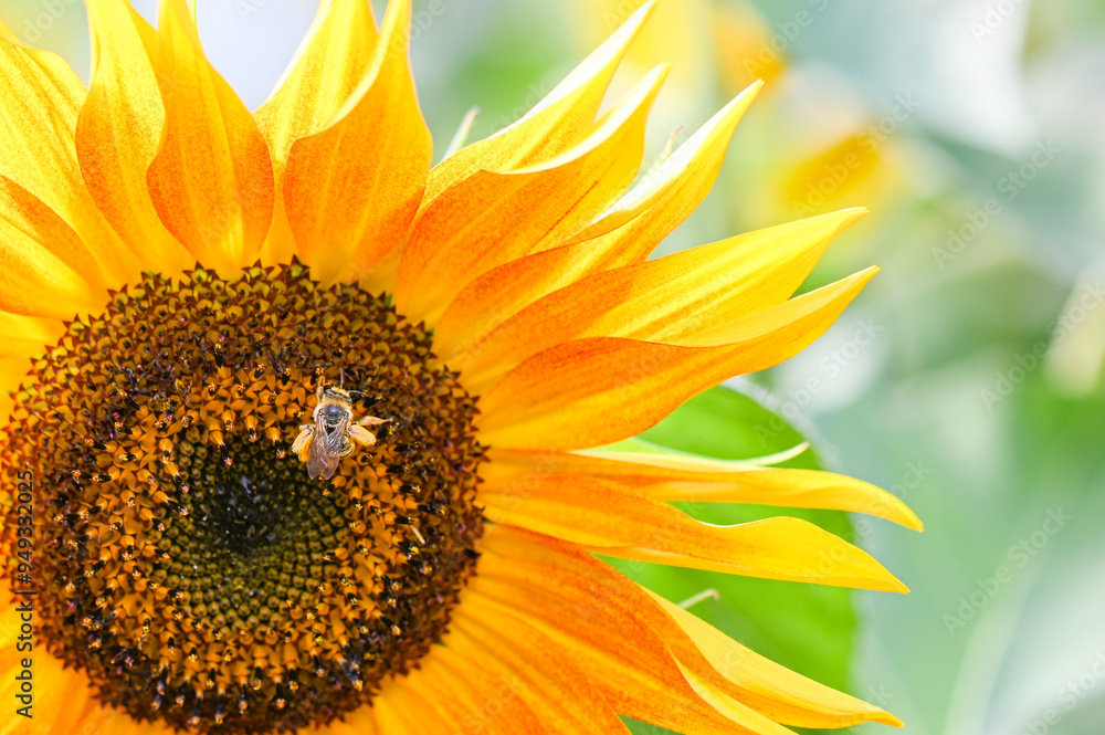 Naklejka premium sunflower close up