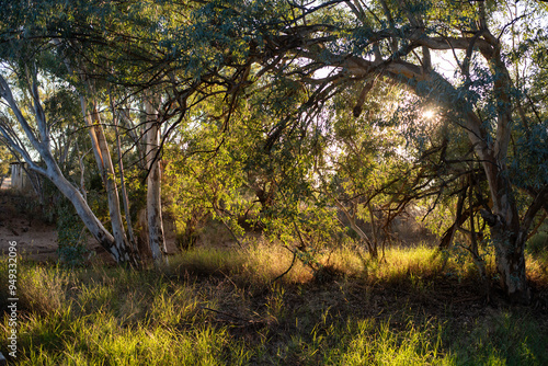 Bulloo River at Quilpie in Queensland photo