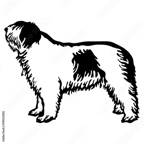 Romanian Mioritic Shepherd Dog