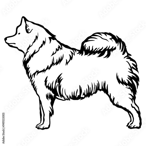 Samoyed