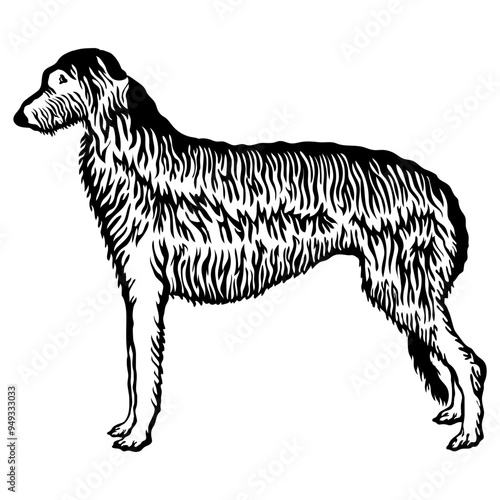 Scottish Deerhound