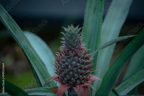 pineapple in the garden