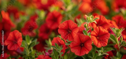Closeup of Red Petunias in Bloom