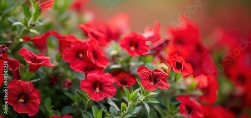 Vibrant Red Flowers in Bloom