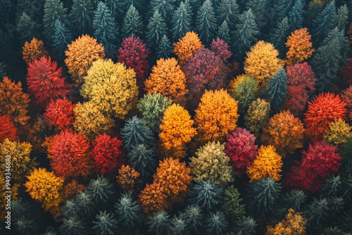 Aerial view of a forest with a gradient of autumn