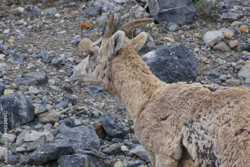 Close Up of Young Bighorn Sheep photo